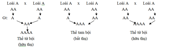 Cơ chế tự đa bội Cơ chế tự đa bội