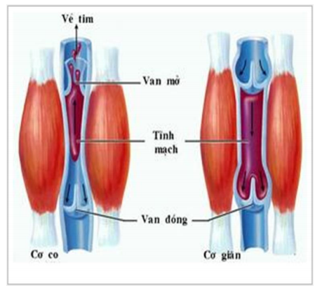 Vận chuyển máu trong tĩnh mạch