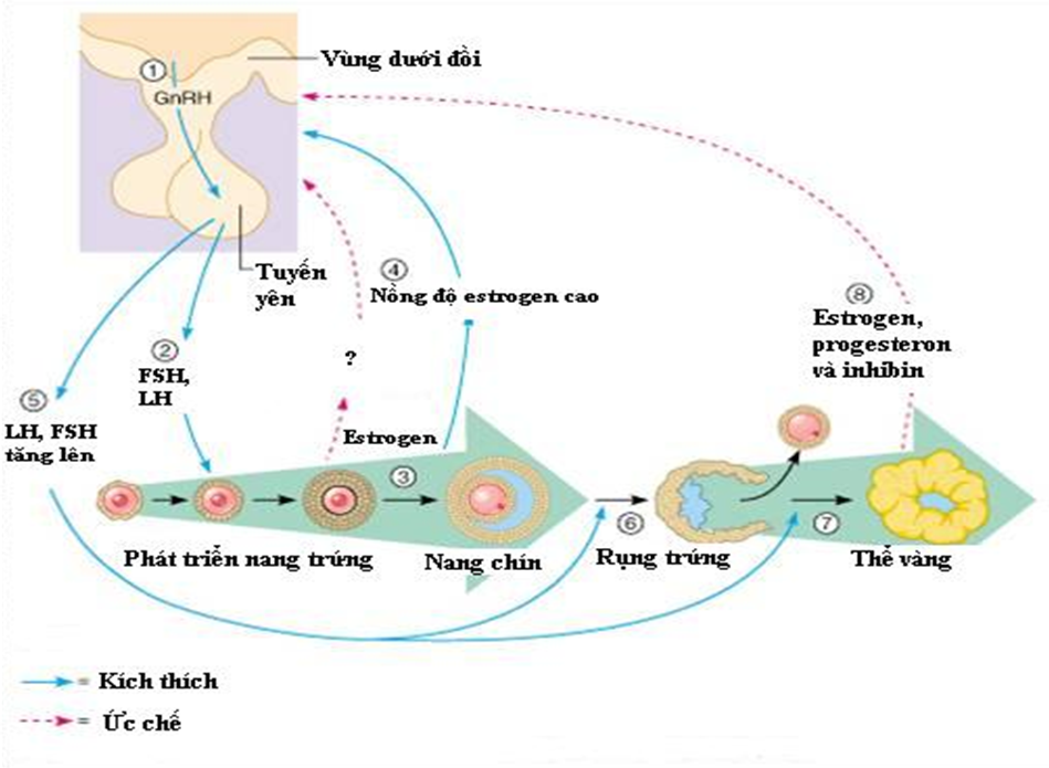 Cơ chế điều hòa sinh trứng