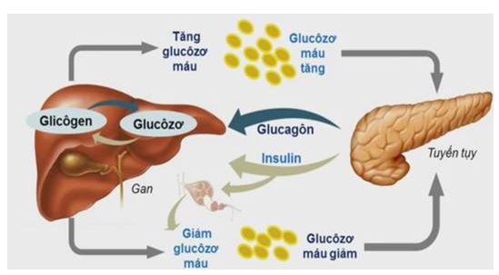 Điều hòa đường huyết bằng hoocmôn tuyến tụy