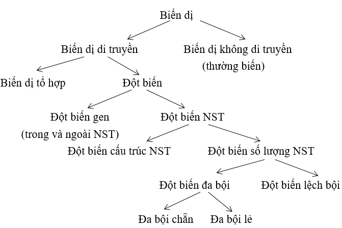 sơ đồ phân loại biến dị