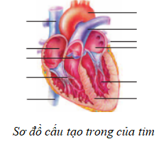 Giáº£i vá» bÃ i táº­p Sinh há»c 8 | Giáº£i VBT Sinh há»c 8