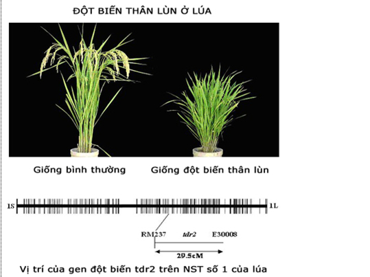 Lý thuyết Sinh học 12 Bài 19: Tạo giống bằng phương pháp gây đột biến và công nghệ tế bào | Lý thuyết Sinh học 12 đầy đủ, chi tiết nhất