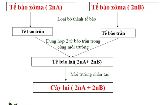 Lý thuyết Sinh học 12 Bài 19: Tạo giống bằng phương pháp gây đột biến và công nghệ tế bào | Lý thuyết Sinh học 12 đầy đủ, chi tiết nhất