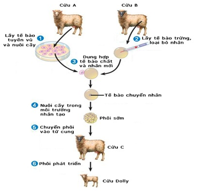 Lý thuyết Sinh học 12 Bài 19: Tạo giống bằng phương pháp gây đột biến và công nghệ tế bào | Lý thuyết Sinh học 12 đầy đủ, chi tiết nhất