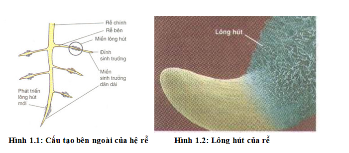 Cấu tạo bên ngoài của hệ rễ và lông hút của rễ Cấu tạo bên ngoài của hệ rễ và lông hút của rễ