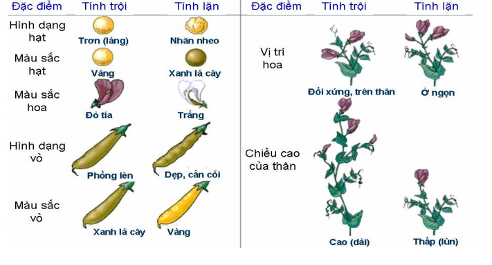 Các tính trạng Menden nghiên cứu Các tính trạng Menden nghiên cứu