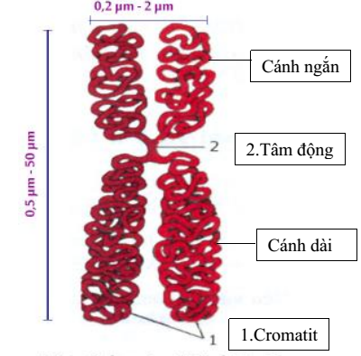cấu trúc của NST cấu trúc của NST