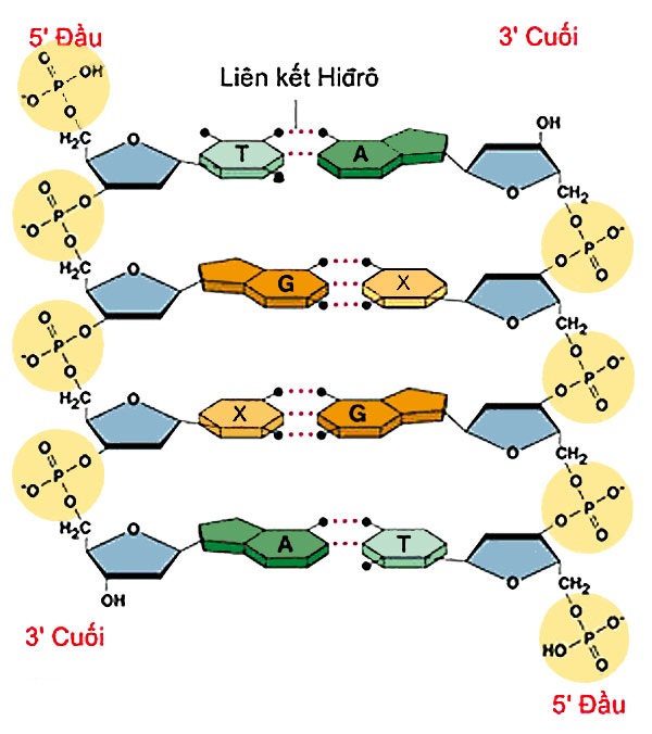 Cấu tạo ADN Cấu tạo ADN