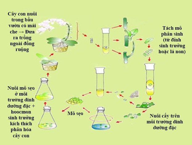 quy trình nhân giống vô tính ở cây trồng quy trình nhân giống vô tính ở cây trồng