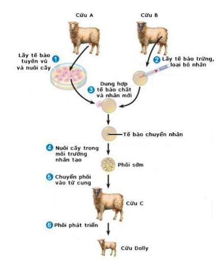quy trình nhân bản vô tính ở động vật quy trình nhân bản vô tính ở động vật