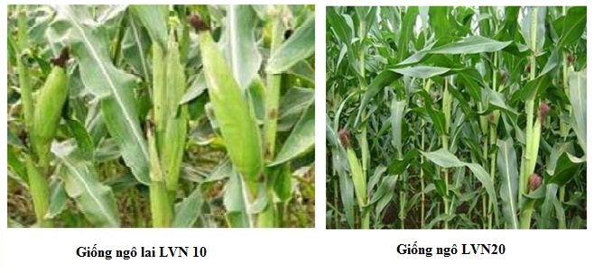 thành tựu chọn giống cây trồng