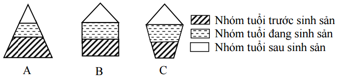 các dạng tháp tuổi các dạng tháp tuổi
